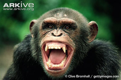ARKive image GES004529 - Chimpanzee
